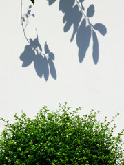 green bush with shadow of tree on white wall background