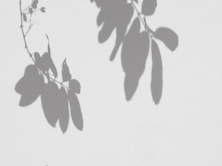 abstract shadow of  leaves on white wall background