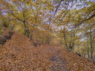 el hermoso bosque de cobre ubicado en el valle del genal con sus castaños en color amarillo en la...