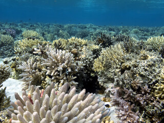 Fototapeta na wymiar Hard and soft coral community structures of the Red Sea