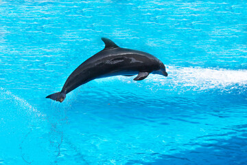 dolphin show in Canary Island dolphinarium