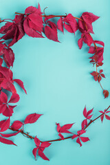 Autumn leaves of red ivy on a blue background with free space.