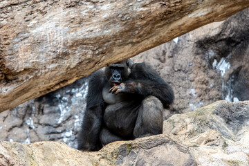 Large specimen silversmith gorilla. Tenerife.