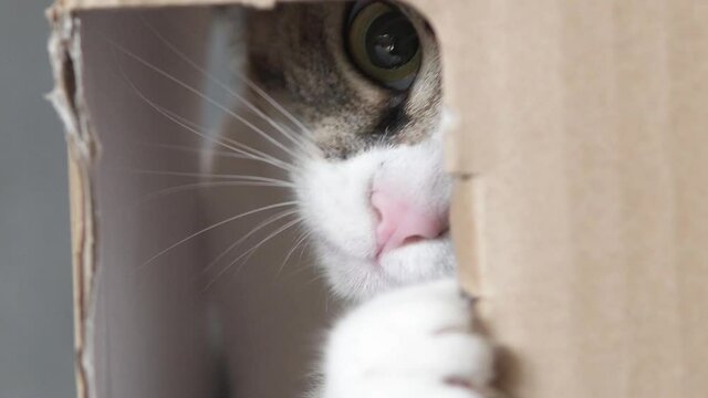 A kind playful cat looks out of the hole in the box. Cats are man's friend.