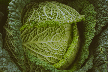 Close up of green savoy cabbage toned in dark, top view, selective focus