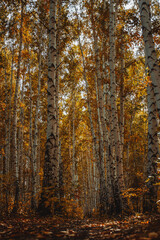 Birch glade in the depths of the forest