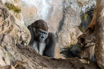 Large specimen silversmith gorilla. Tenerife.