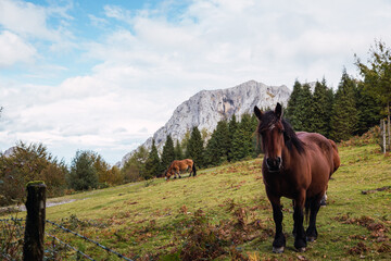 Horses in the Mountains, Urkiola, Basque Country, Spain