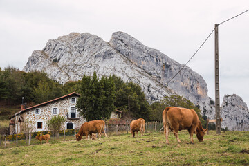 Cows in the Mountains, Urkiola, Basque Country, Spain