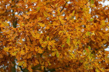 yellow autumn leaves