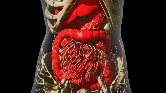 detailed human digestive system anatomy