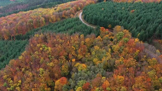 For&ecirc;t de feuillus et r&eacute;sineux dans le morvan