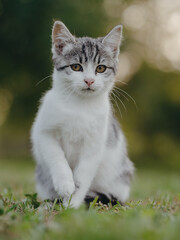 Adorable young kitten. Cat portrait.
