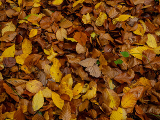 Sch&ouml;nes, buntes Herbstlaub.