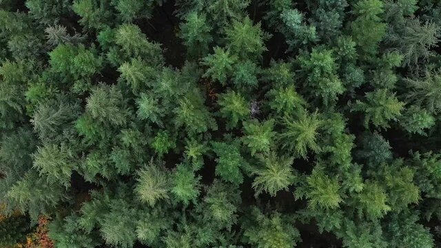 Sapins et feuillus dans le Morvan