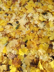 autumn leaves background