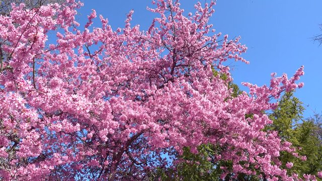 Rosa bl&uuml;hende Japanische Bl&uuml;tenkirsche mit Bienen - gro&szlig;e Baumkrone von unten gegen den blauen Himmel