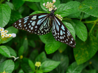 beautiful butterfly on a flower at thailand, macro photography, butterfly photography