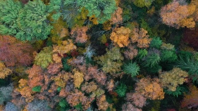Tourbillon au dessus d'une for&ecirc;t en automne
