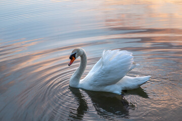 Fototapeta premium Cygne dans l'eau au coucher de soleil