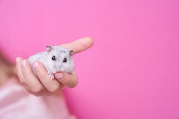 Baby hand of a little girl holding a Dzungarian hamster on the palm of her hand on a pink background