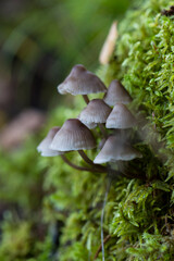 Forest mushrooms in nature, shot close-up macro photography.
