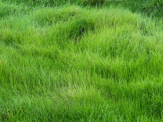 tall green grass in meadow