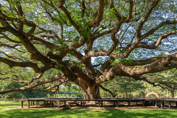 Giant rain tree (Samanea saman) or monkey pod at Kanchanaburi, famous tourist attraction destination