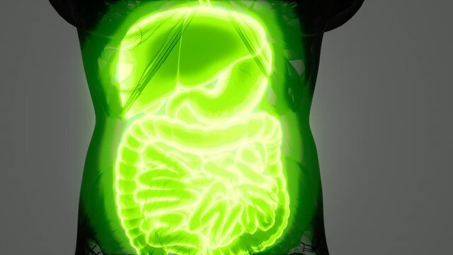 detailed human digestive system anatomy