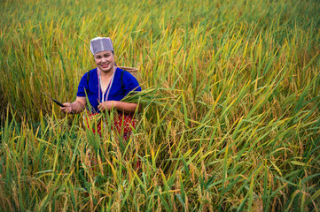 woman farmer with paddy rice on rice terrace 