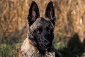 Belgian Shepherd puppy close-up shot in nature.