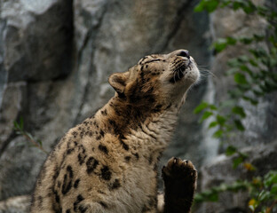 Cheetah Carnivore in zoo leipzig scratch itself in germany