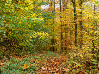 Schöner, buntgefärbter Wald im Herbst