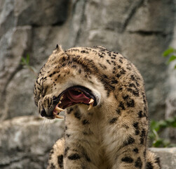 Cheetah Carnivore yawning in zoo leipzig germany
