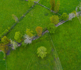 Agricultural landscape, Campiña, Oak tree, La Gándara, Alto Ason, Soba Valley, Cantabria, Spain, Europe