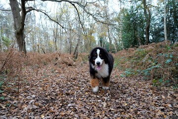Naklejka na ściany i meble Bernese Mountain Dog walking on the path in the forest in autumn