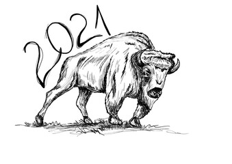 Happy chinese new year 2021 – sketch of a buffalo on a meadow