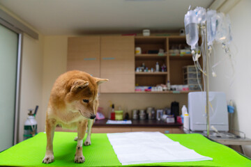 The Shiba Inu dog is sick. The Shiba Inu dog is in the animal hospital examination room.