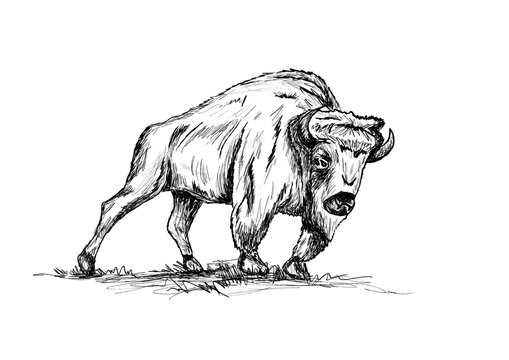 Happy chinese new year 2021 – sketch of a buffalo on a meadow