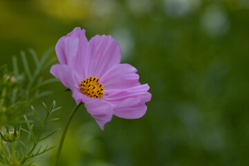 Pink cosmos flower blooming, in the garden