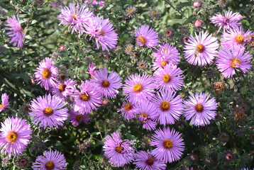 A close-up of a bee-friendly garden flowers Aster alpinus. Blooming dwarf pink alpine aster with a bee collecting nectar and pollen from autumn flowers on a flowerbed.