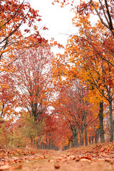 Beautiful view of park with trees and road on autumn day