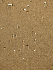 sand beach with shells and gravel after low tide