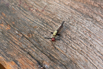 Hairy caterpillar,it is a type of worm that has hair around it and its fur is deadly poisonous. Itchy and burning skin.