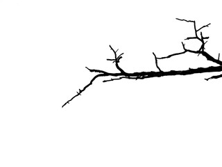 dry branch of tree silhouette isolated on white background