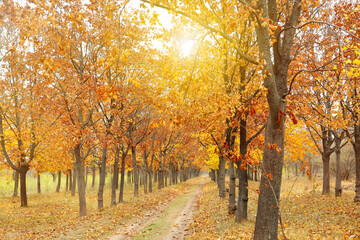 Fototapeta premium Beautiful view of park with trees and road on autumn day