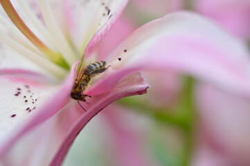 Bee inside a pink lily flower, pollinating, macro close up