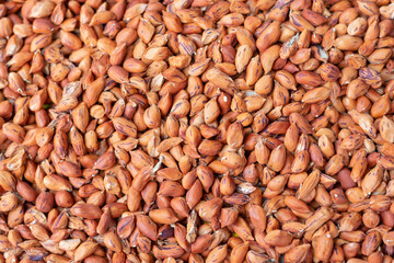 The peanut kernels are dried in the sun to reduce moisture before being cooked.