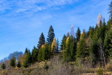  Landscape mountains Carpathians Ukraine autumn and trees on the rocks.
