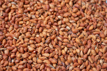 The peanut kernels are dried in the sun to reduce moisture before being cooked.